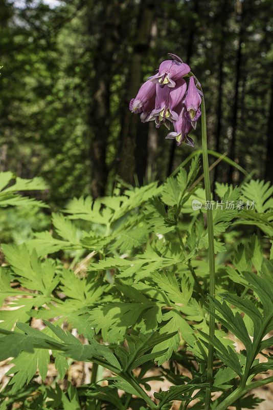 福尔摩沙(Dicentra formosa)，西出血心，或太平洋出血心是一种开花植物在罂粟科(罂粟科)。位于加州内华达山脉的约塞米蒂国家公园。